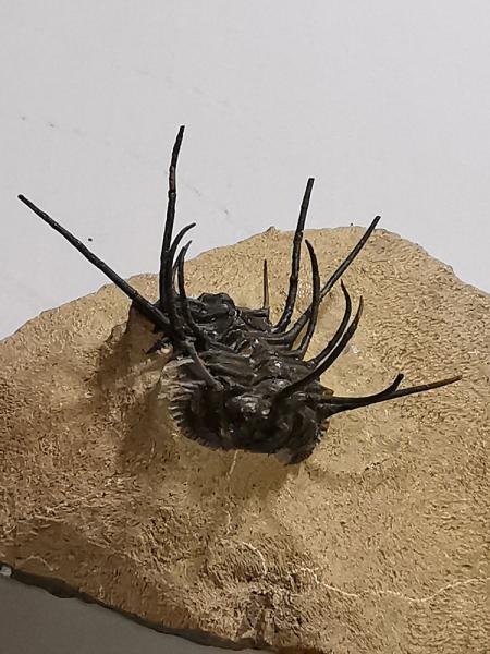 Trilobiten,,Marokko
